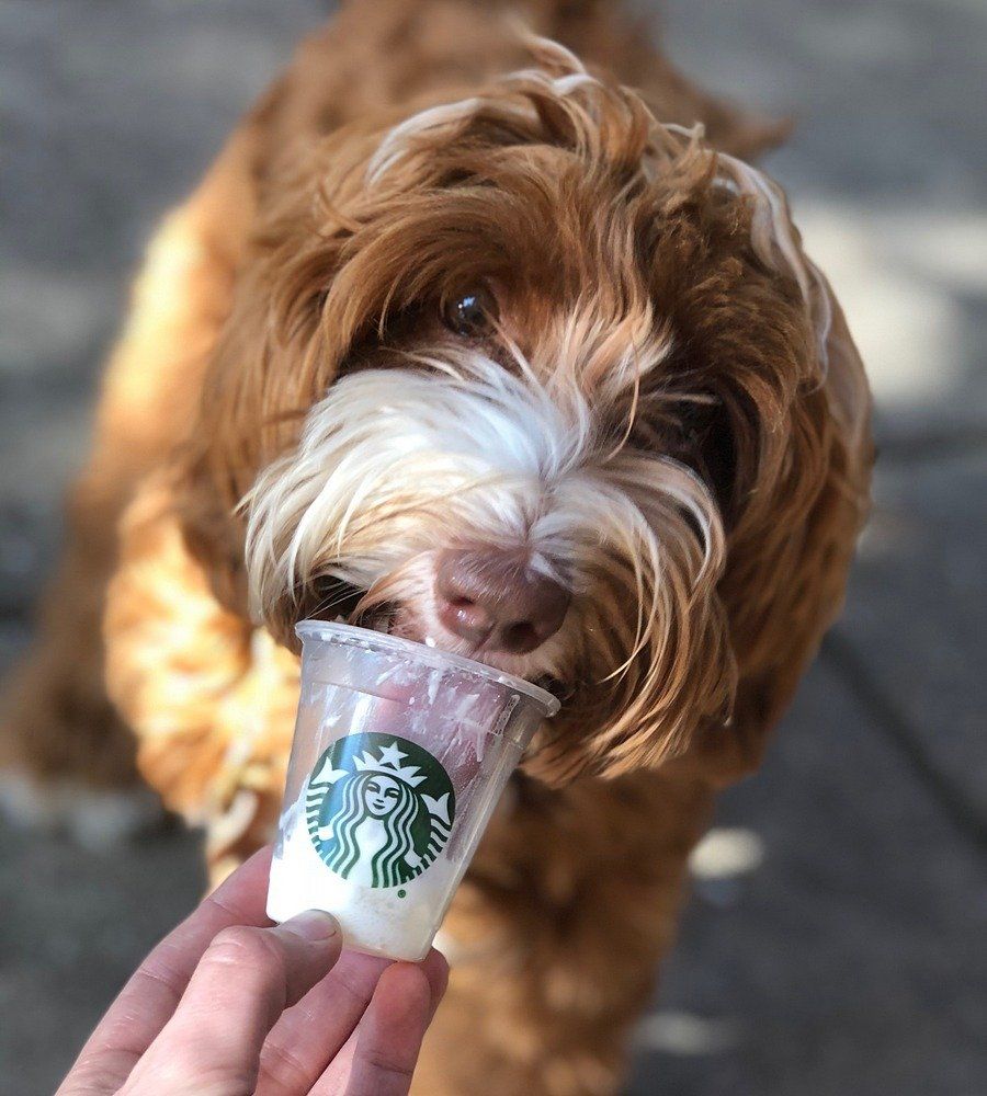 A brown and white dog is eating from a starbucks cup