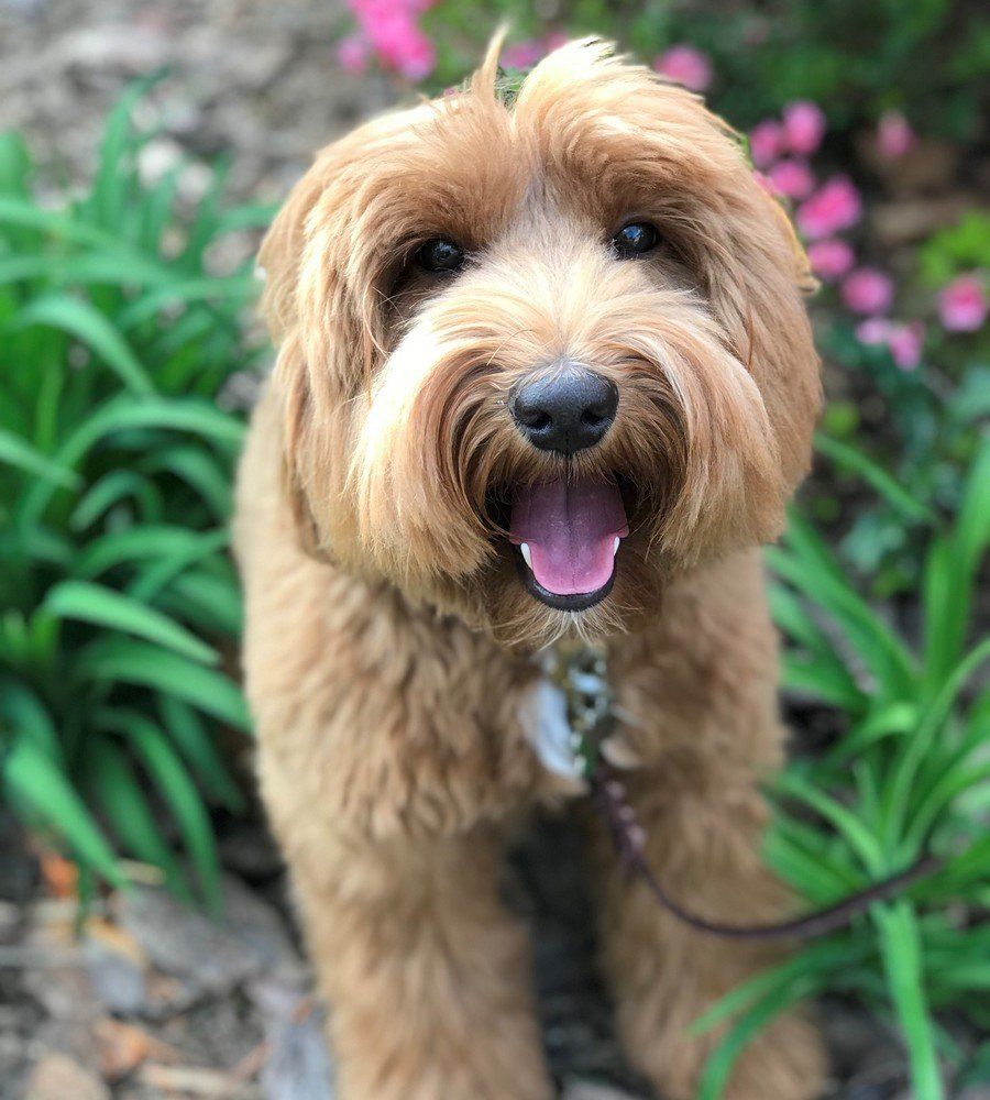 A small brown dog is sitting in a garden with its tongue hanging out.