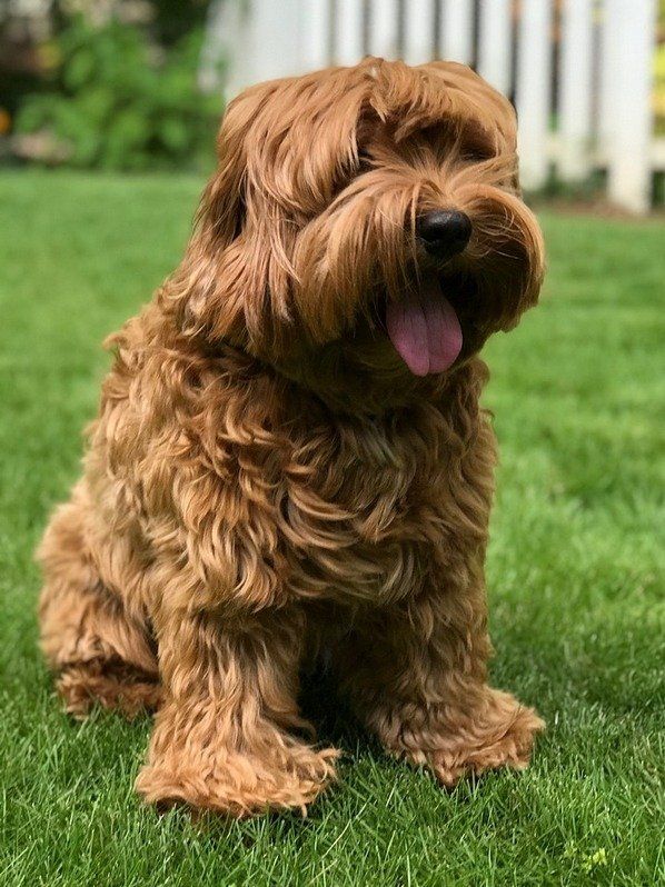 A brown dog is sitting in the grass with its tongue out.