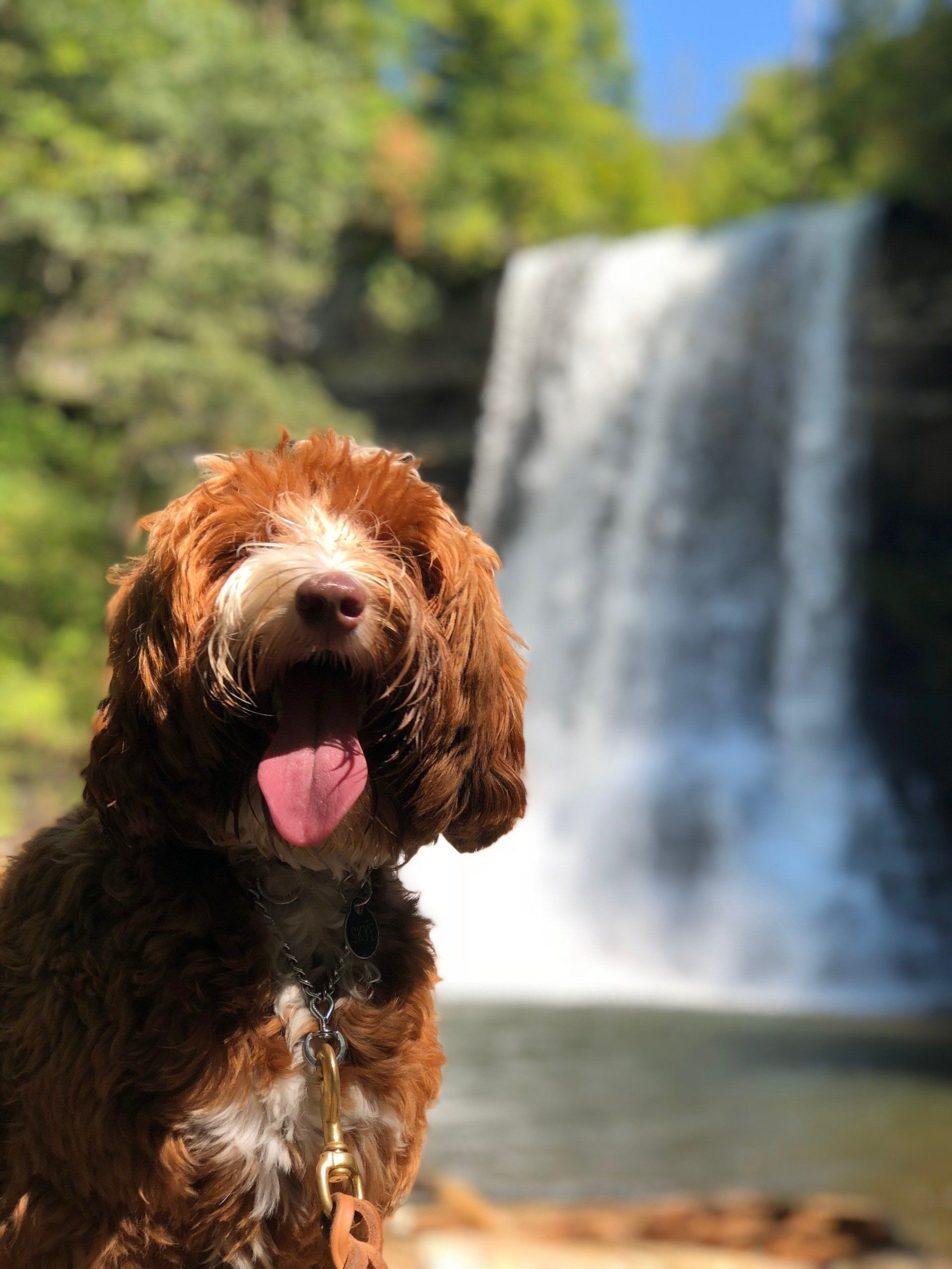 A brown dog is sitting in front of a waterfall.