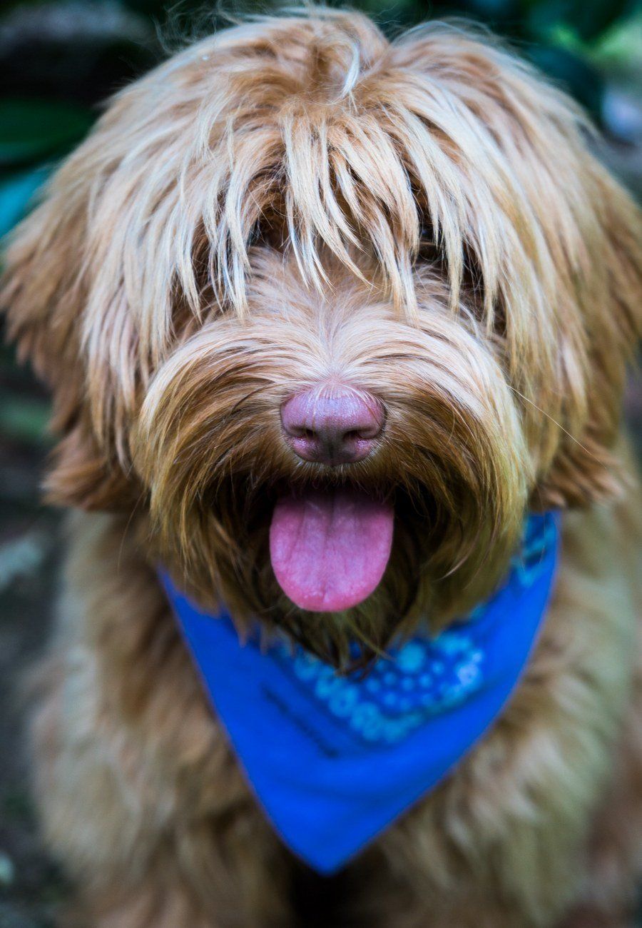 A brown dog wearing a blue bandana with its tongue out.