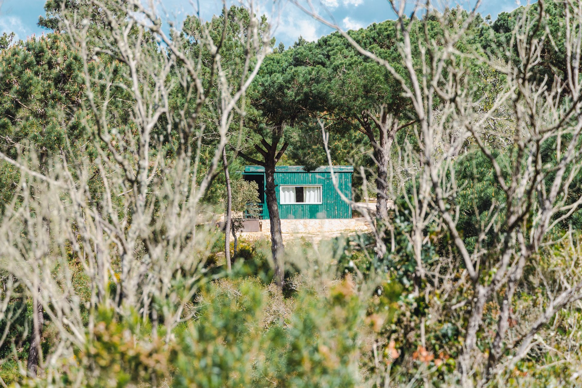 A green house is surrounded by trees in the middle of a forest.