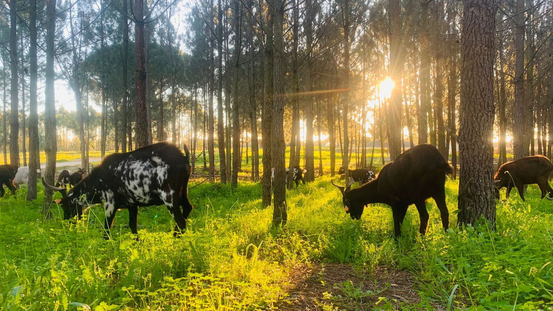 A herd of cows are grazing in a field in the woods.