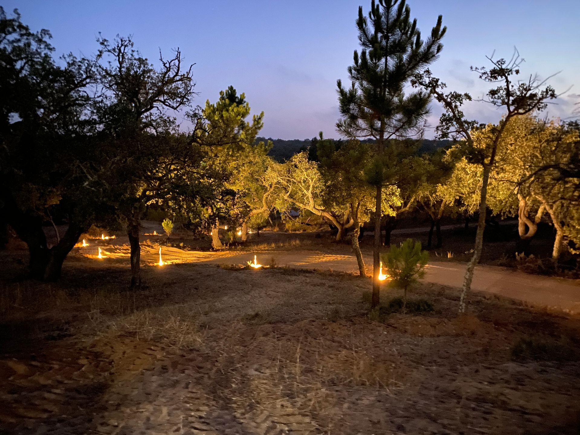 A dark forest with trees lit up at night
