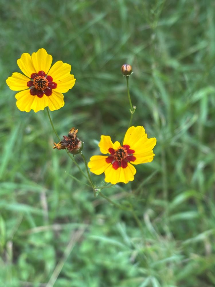 Two yellow flowers with red centers are growing in the grass