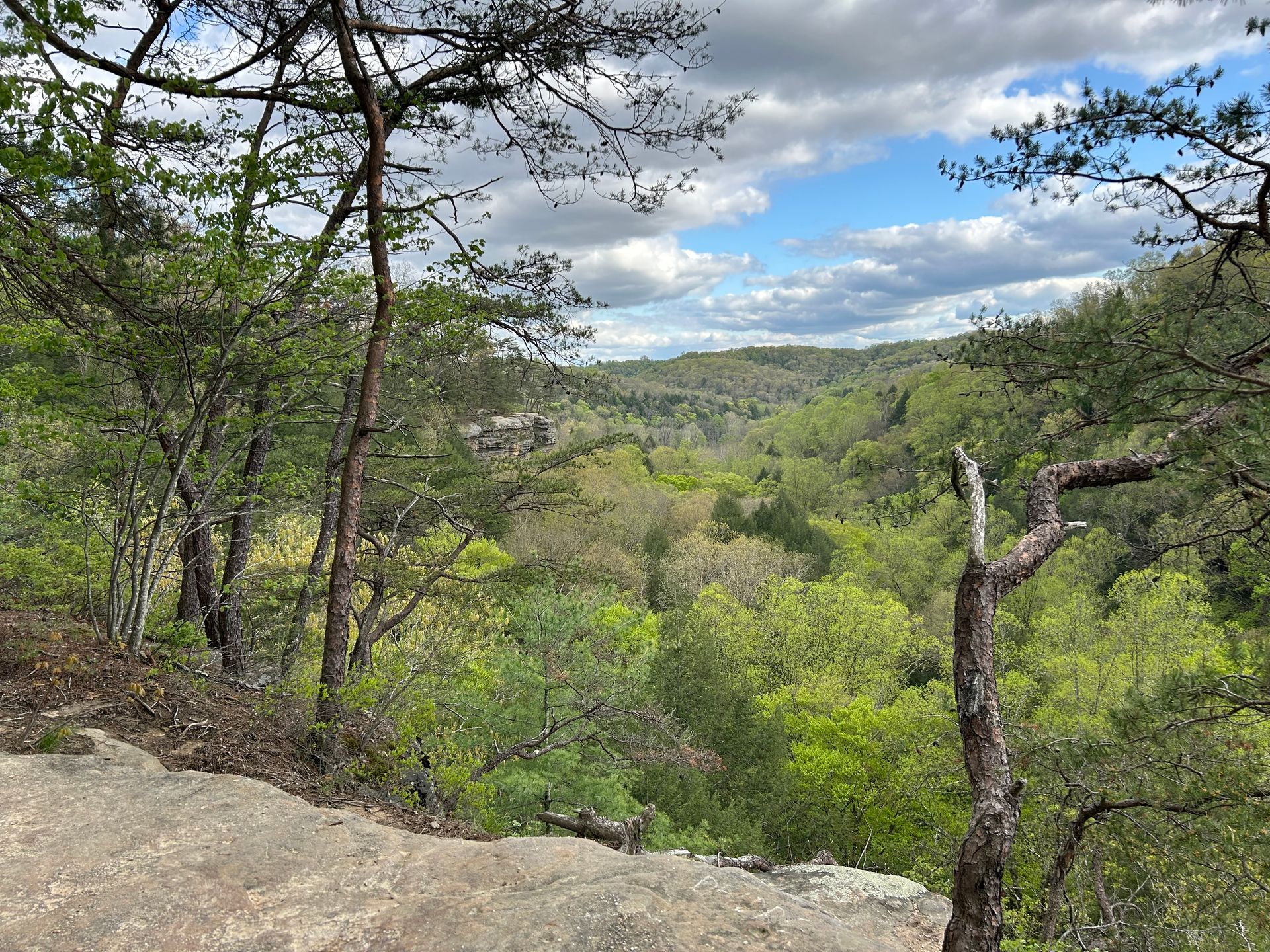 View of a green forest valley under a cloudy blue sky, seen from a rocky overlook with trees.