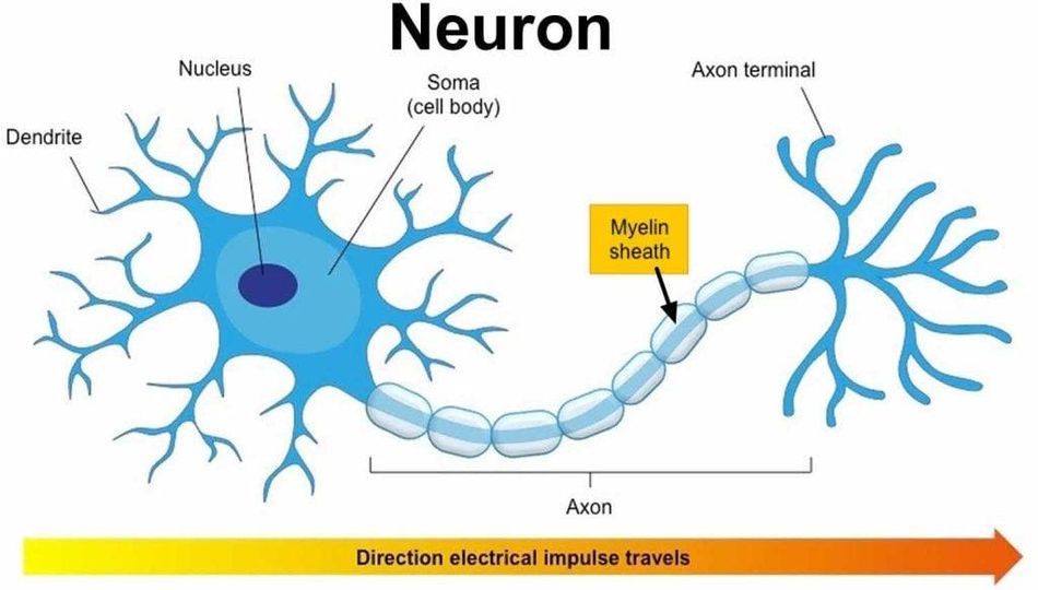 Een diagram van een neuron dat de richting aangeeft waarin een elektrische impuls zich verplaatst