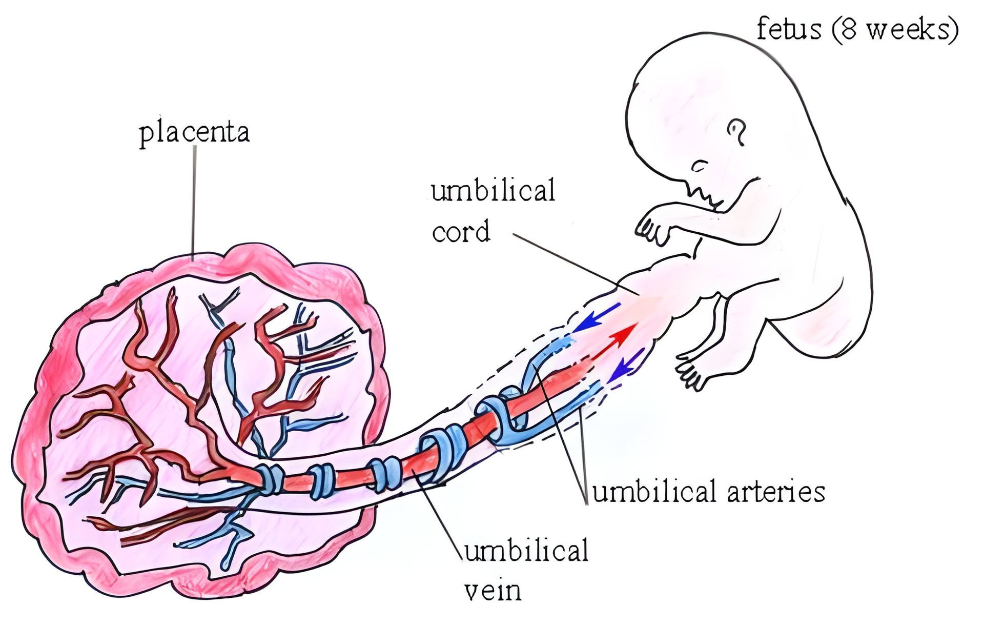 Een diagram van de placenta en de navelstrengader van een foetus