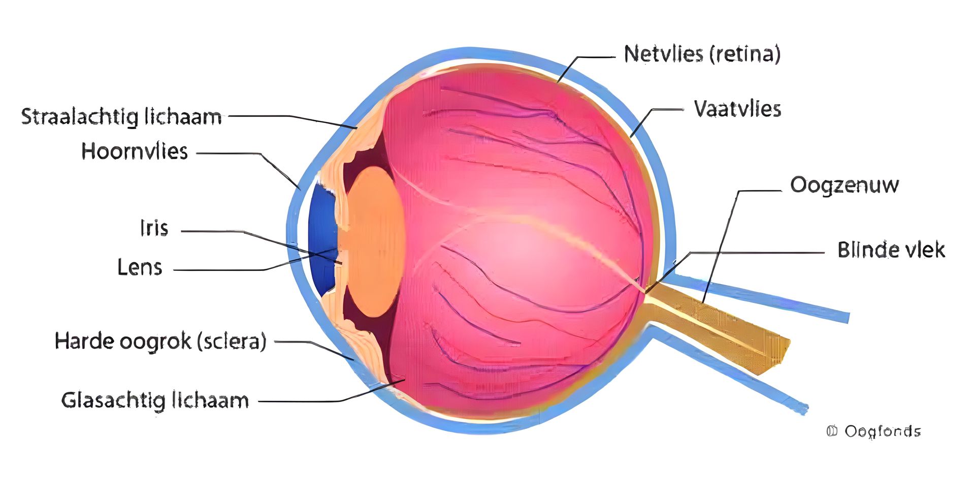 Een diagram van de binnenkant van een menselijk oog