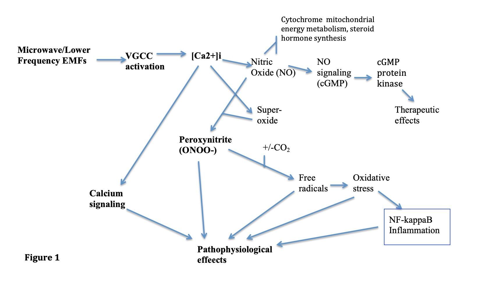 Een diagram dat de vele effecten van oxidatieve stress door vrije radicalen op ons organisme laat zien.