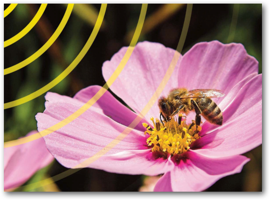 Een close-up van een bij op een roze bloem