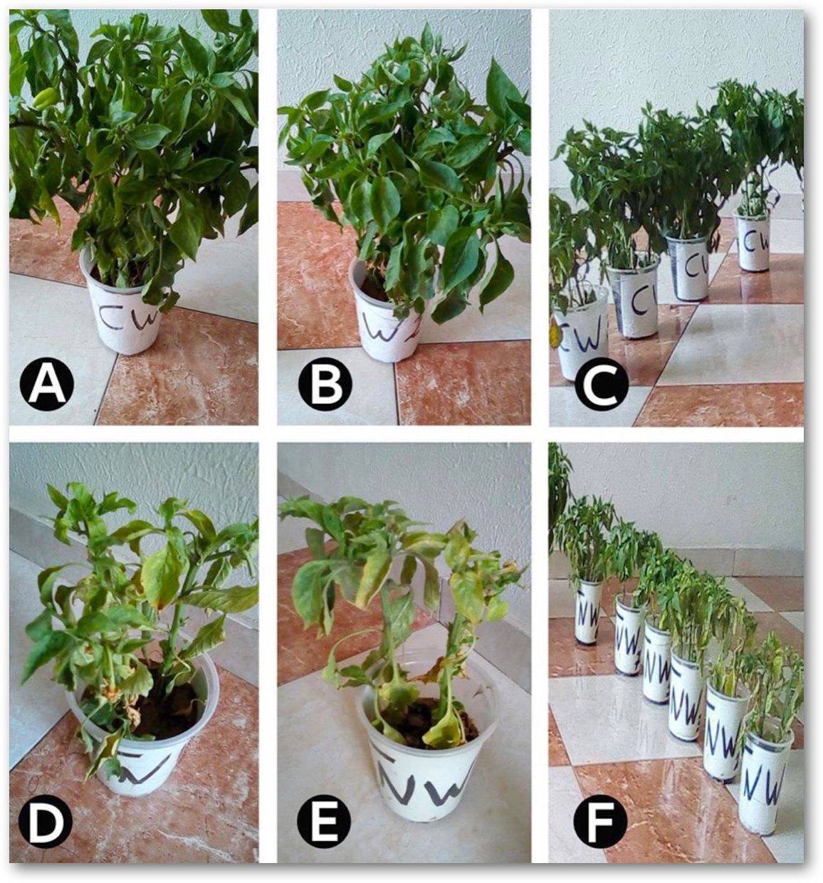 Een stel potplanten met de letters abcdef erop