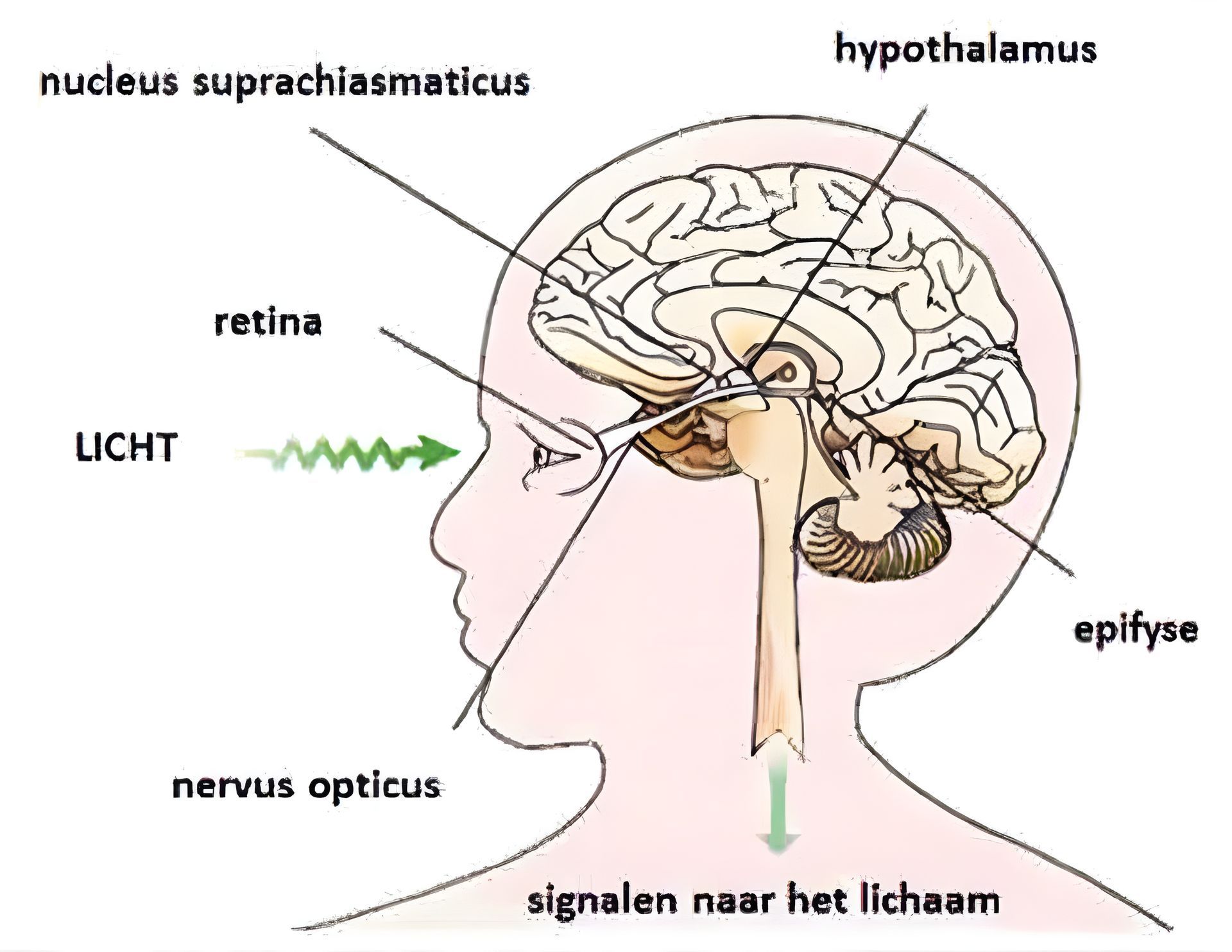 Een diagram van het menselijk brein toont de kern suprachiasmaticus