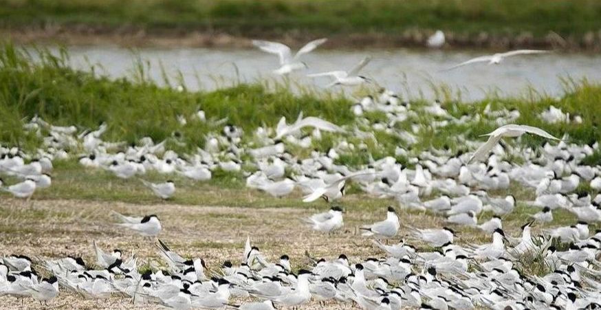 Een grote zwerm vogels vliegt over een grasveld.