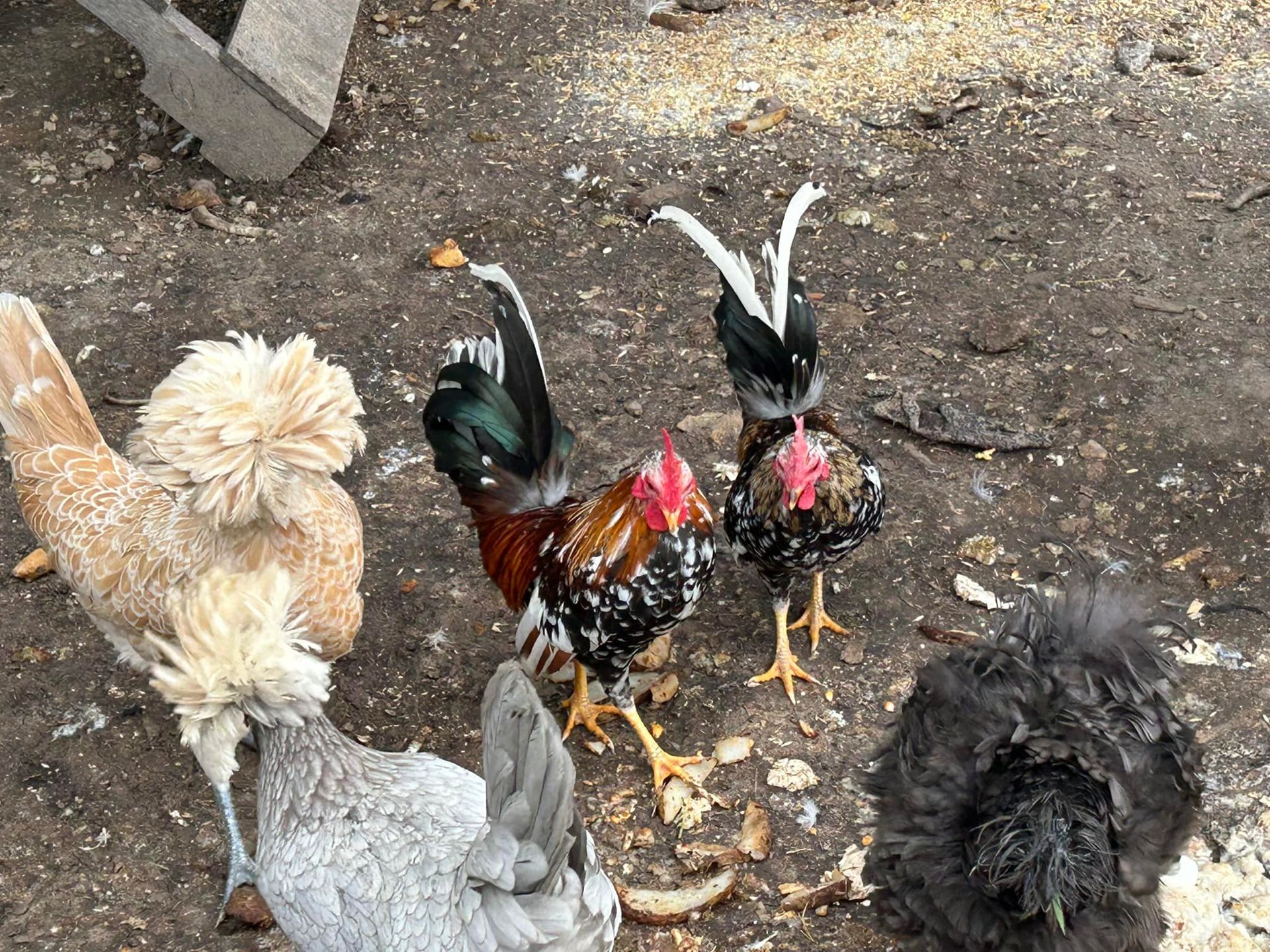 Chickens in a dirt yard, including colorful roosters with red combs, and fluffy, crested hens.