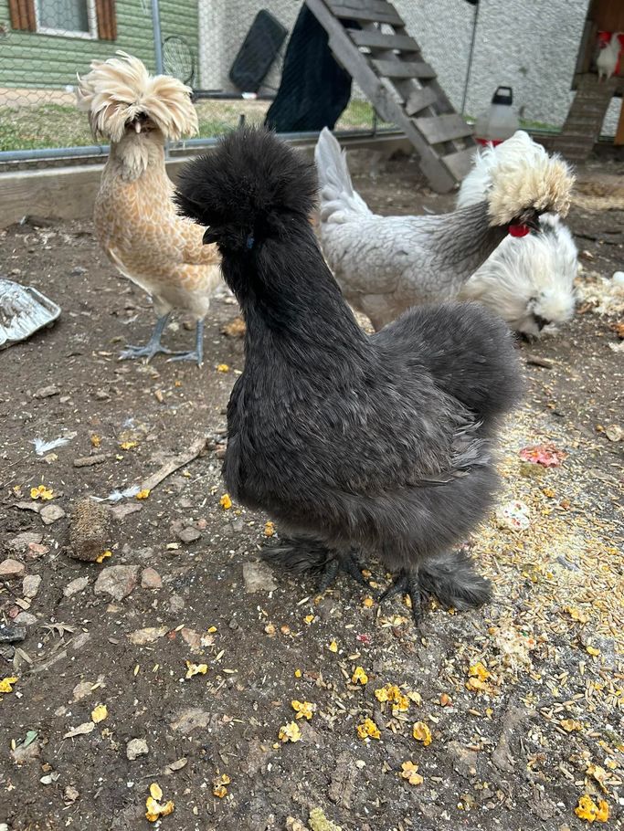 Four fluffy chickens of various colors in a dirt yard.