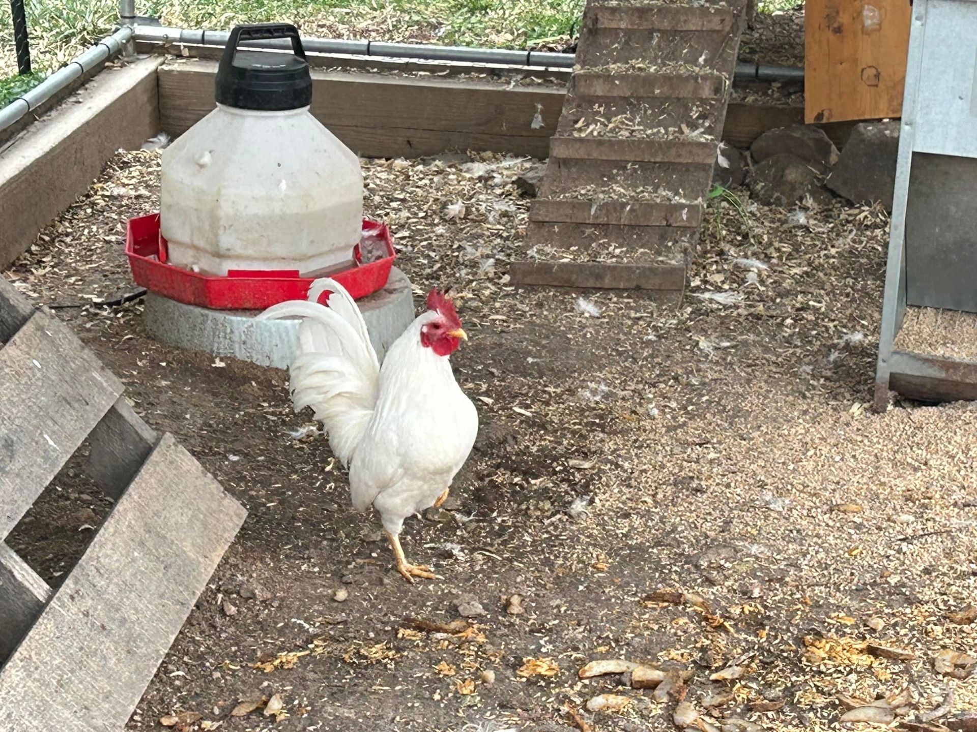 White rooster with red comb in a chicken coop, next to a waterer and a wooden ramp.