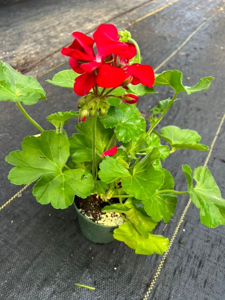 Red geranium flower in a green pot on black fabric.