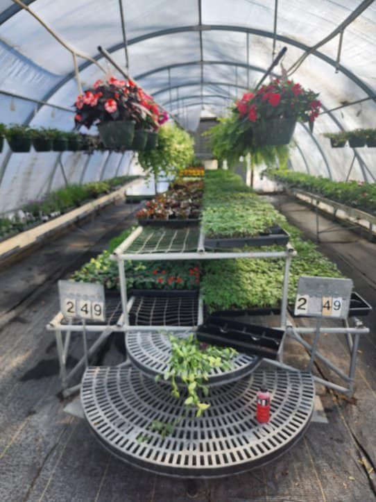 Inside a greenhouse, rows of plants and hanging baskets with colorful flowers.
