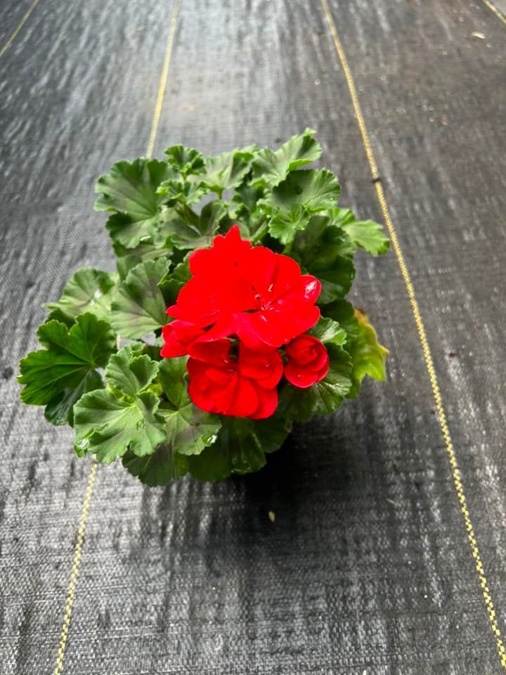 Red geranium flower in a small pot with green leaves on black ground.