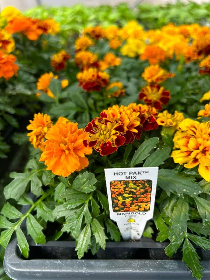 Marigold flowers in orange, yellow and red; with a “Hot Pak Mix” plant tag.