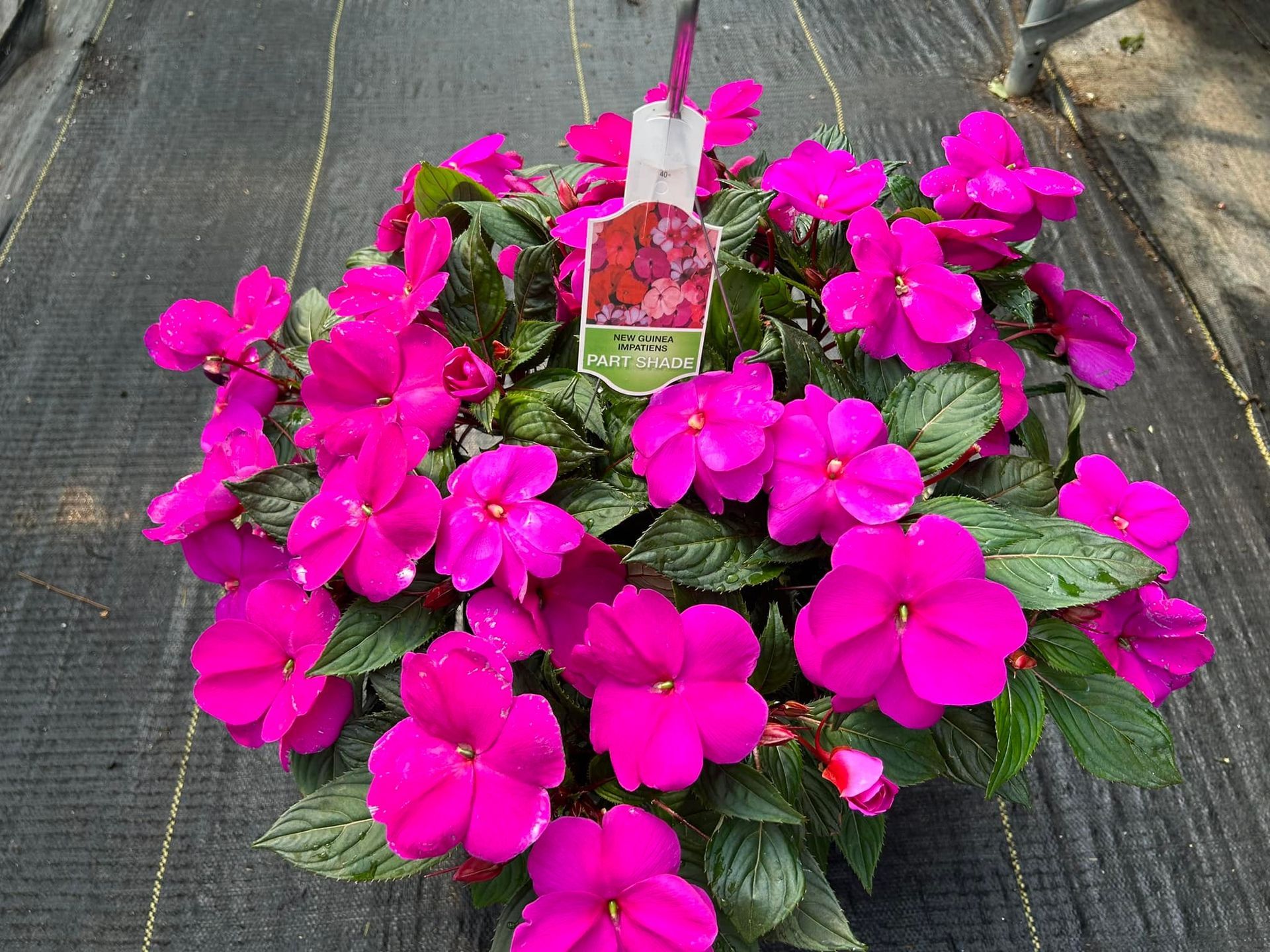Bright pink impatiens flowers in a hanging basket, dark green foliage, on a black background.
