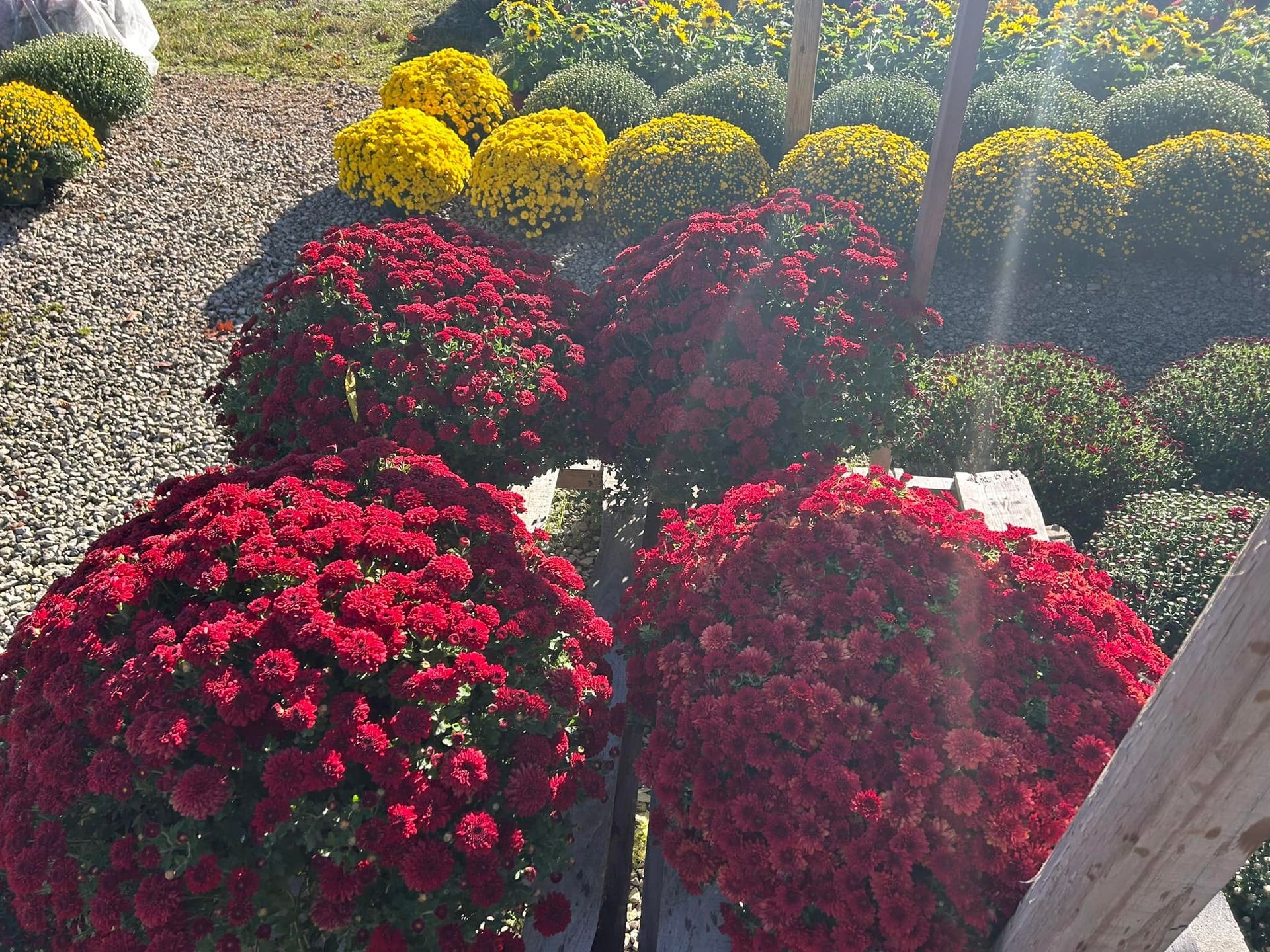 Red and yellow mums in pots on a sunny day in a garden setting.