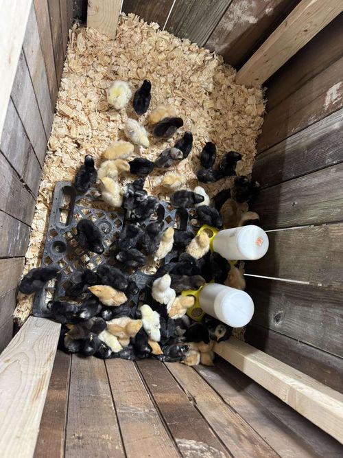 Chicks in a wooden enclosure with wood shavings, clustered near a water feeder, mix of black and yellow chicks.