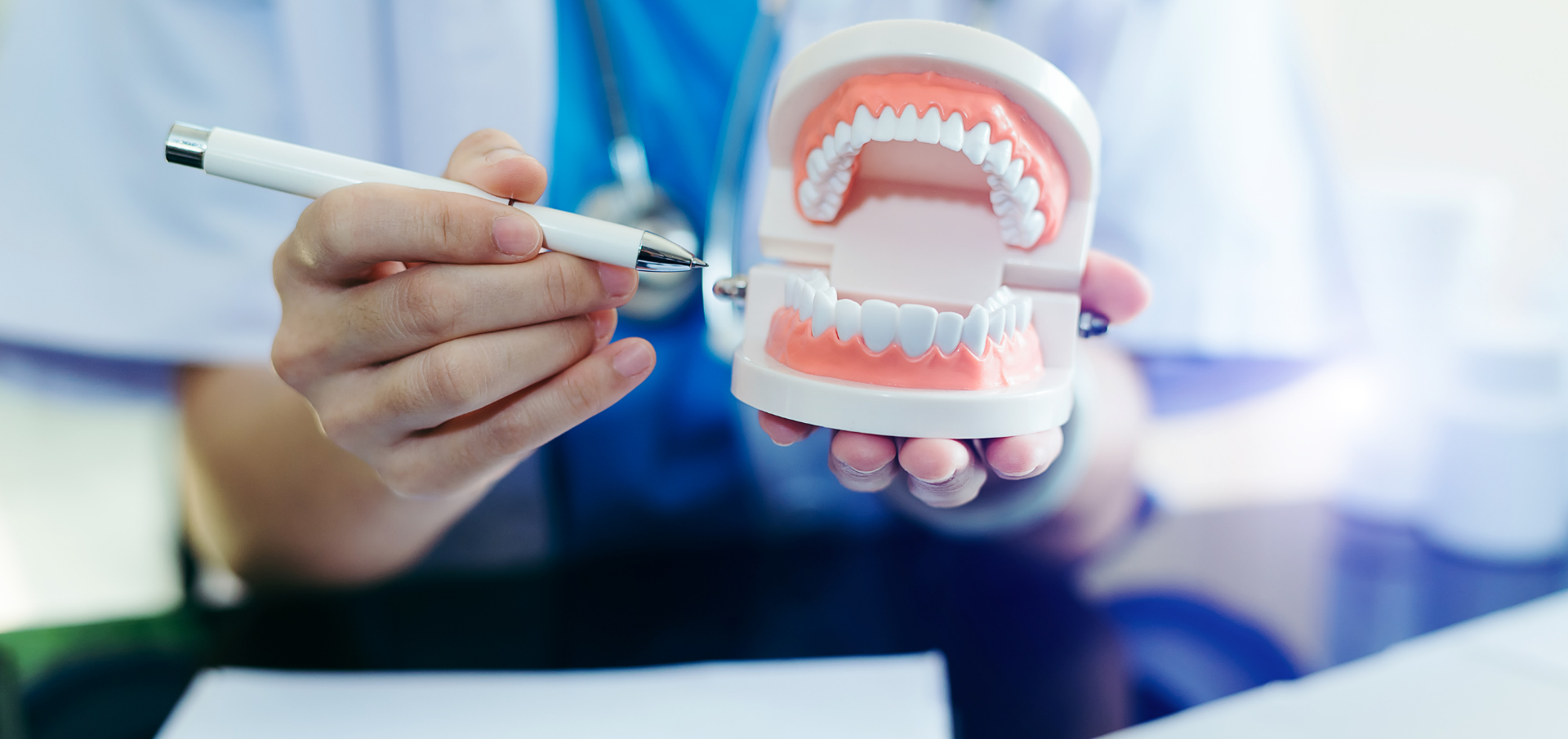A dentist is holding a model of teeth and a pen.