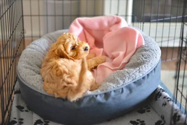 a puppy is laying in a dog bed with a pink blanket