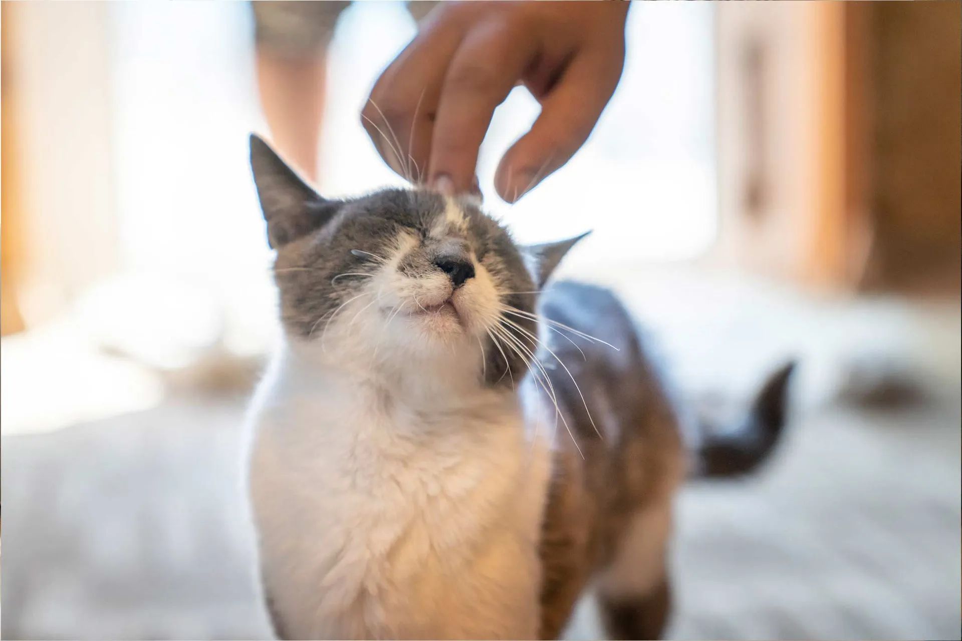 a person is petting a cat with their finger