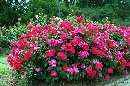 When To Plant Knockout Roses In Georgia - When To Plant Knockout Roses In Zone 6