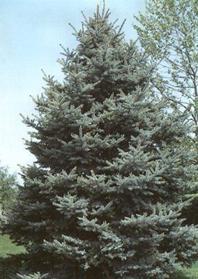 Image of Colorado blue spruce tree with Miracle-Gro Evergreen