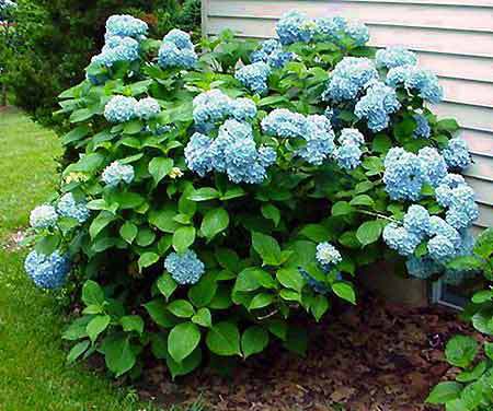 Image of Nikko Blue Hydrangea plant
