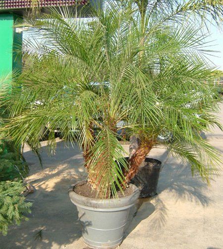 Robellini Palm | Garden Plant Palm Trees | Chicago Garden Designers