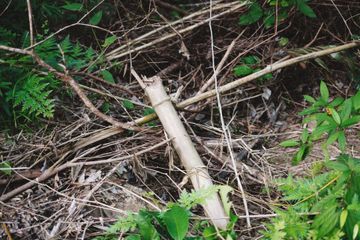 Yard Waste