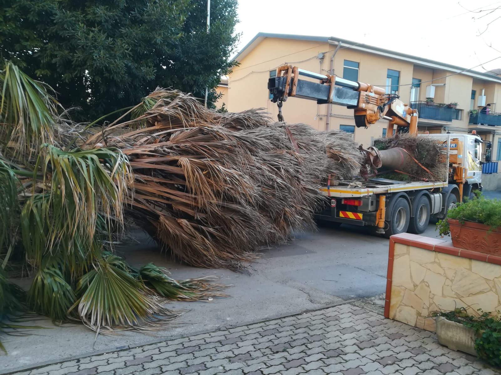 gru per trasporto alberi