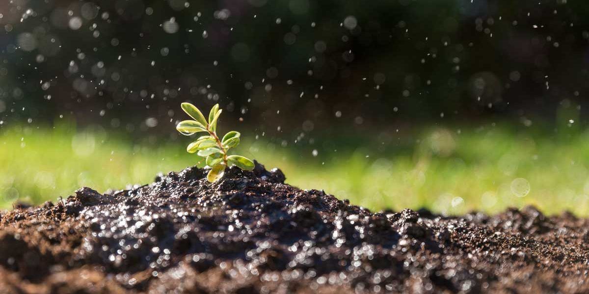 germoglio che cresce nel terreno