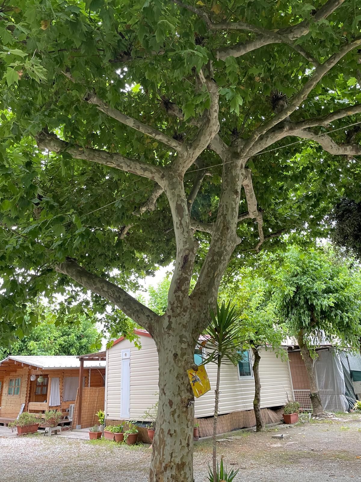 Un grande albero maturo dalla corteccia screziata si erge di fronte alle case mobili in un campeggio ghiaioso.