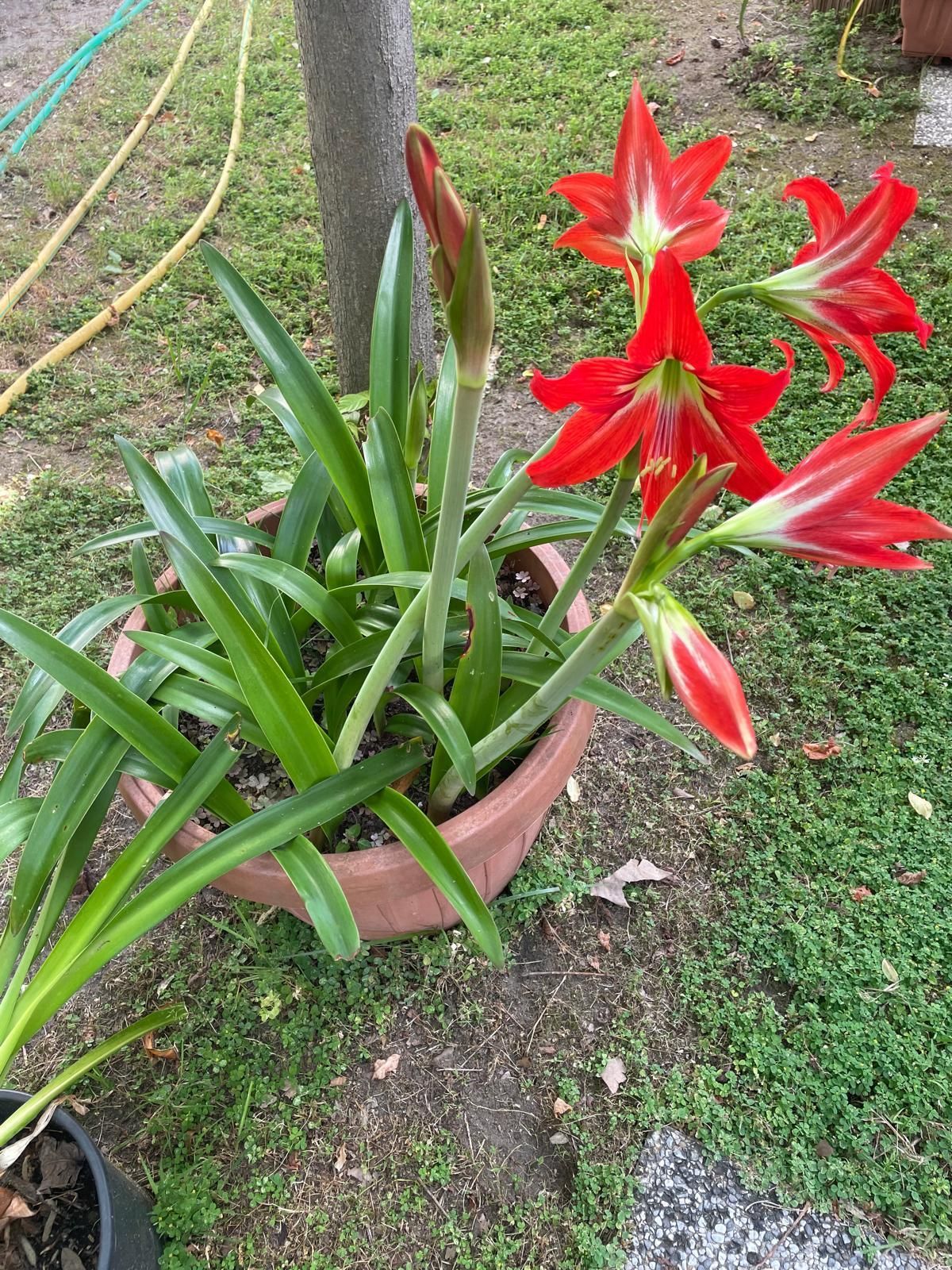 Un vaso di terracotta contenente una pianta di amarillide di un rosso acceso, con diversi fiori in piena fioritura e un bocciolo alto e chiuso.