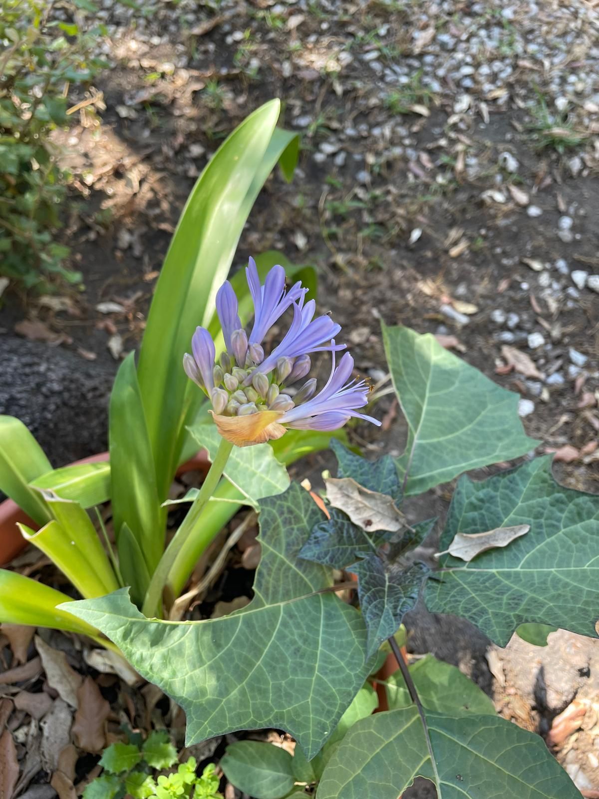In un giardino all'aperto, un fiore viola sboccia su un sottile stelo verde, circondato da una rigogliosa vegetazione.