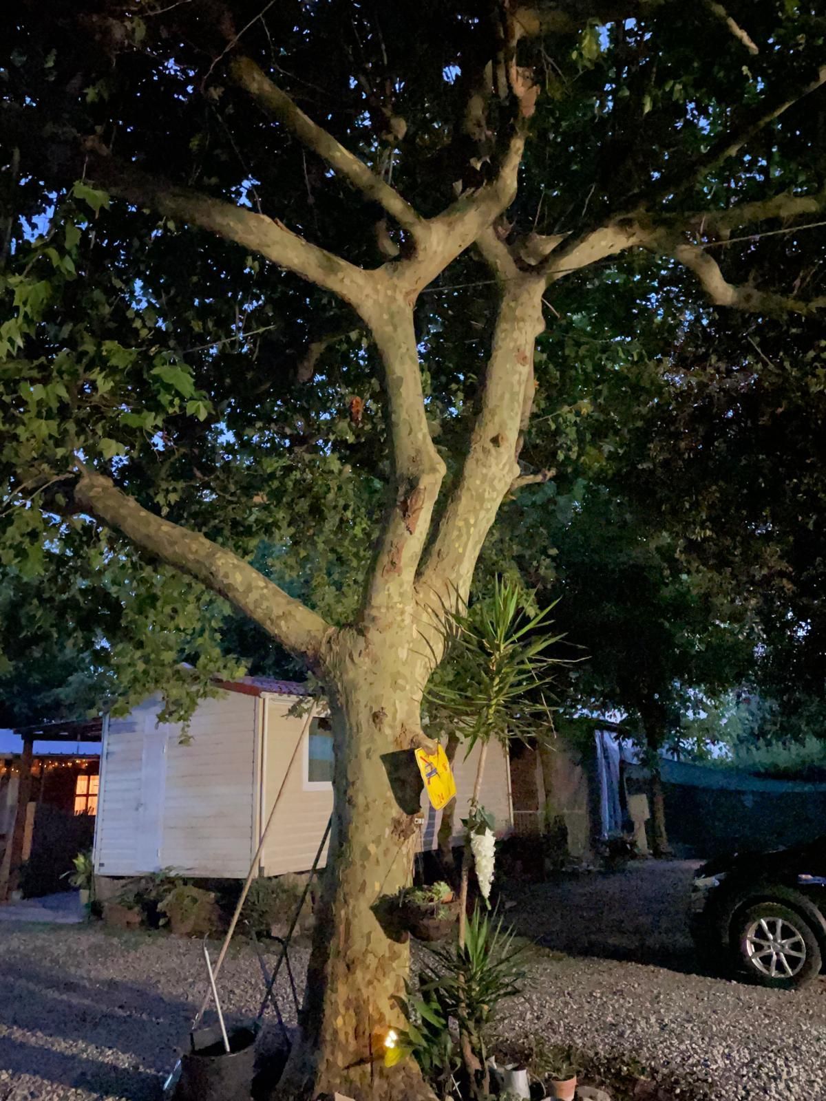 Al crepuscolo, in un campeggio ghiaioso, si erge un grande albero, circondato da case mobili, un'auto parcheggiata e piccole piante alla sua base.