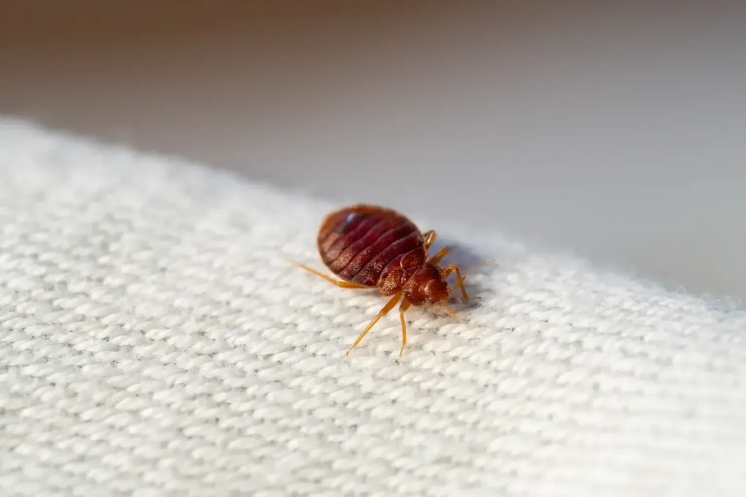 Bed bug on white fabric. Reddish-brown insect.