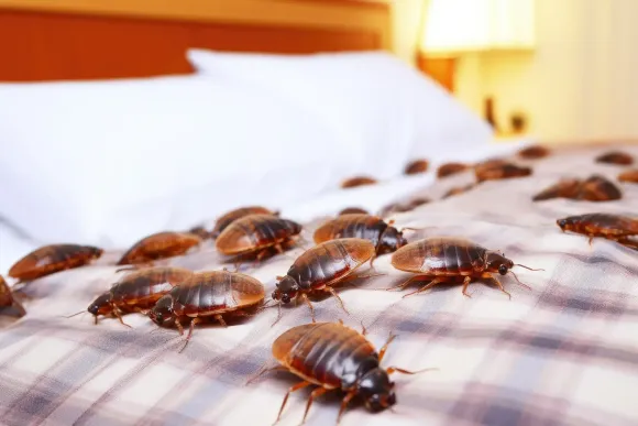 Bed with many brown cockroaches crawling on it.