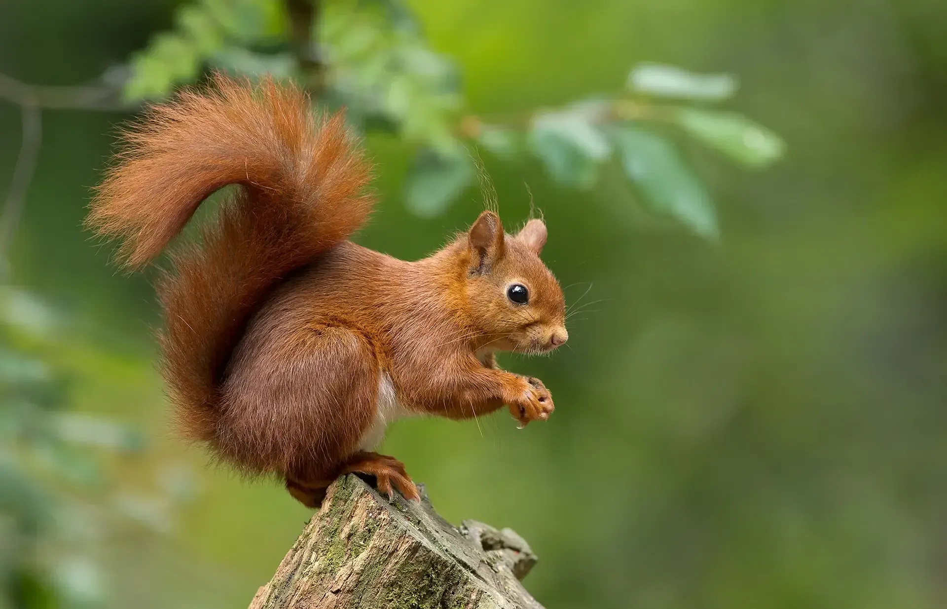 Red squirrel eating, perched on a tree stump, against a green blurred background.