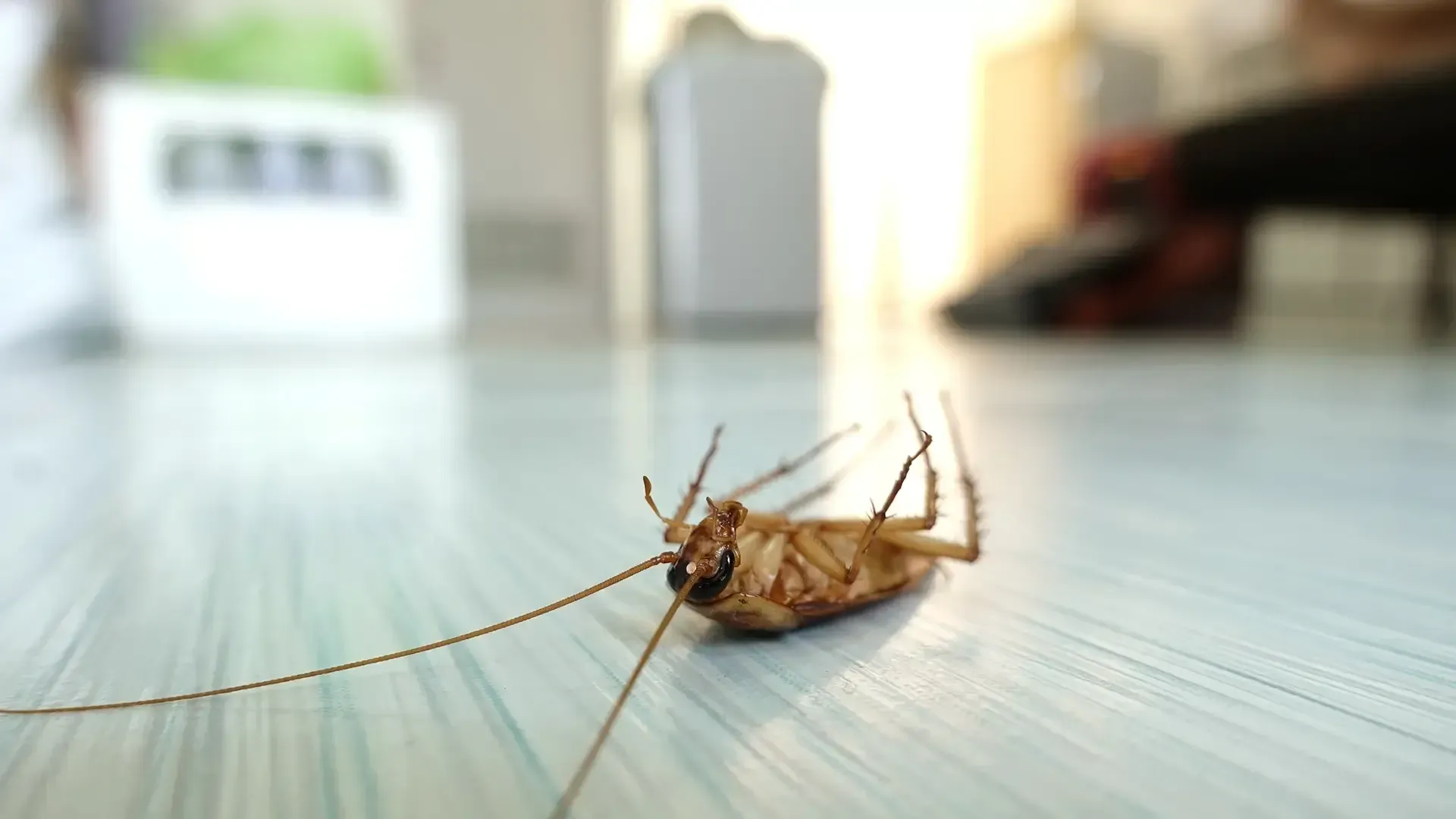 Dead cockroach lying on its back on a light-colored floor.