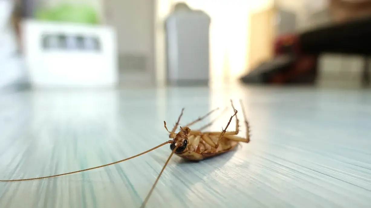 Dead cockroach lying on its back on a light-colored floor.