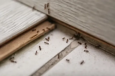 Ants crawling along a floor, near wooden planks and a crack.