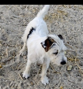 A small white dog with brown ears is standing in the dirt