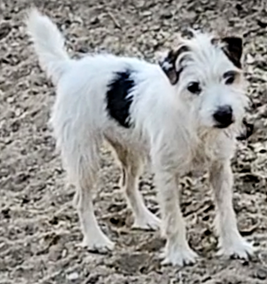 A small white dog with a black spot on its chest is standing in the dirt.